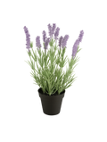 Lavendel im Topf