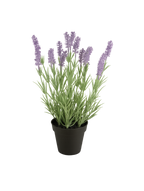 Lavendel im Topf