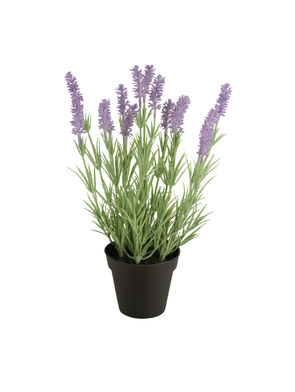 Lavendel im Topf