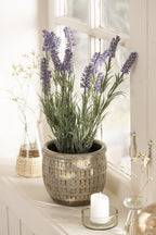 Lavendel im Topf