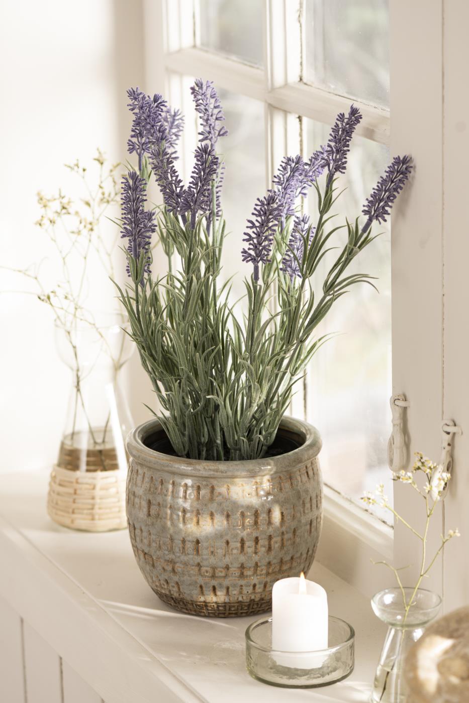 Lavendel im Topf
