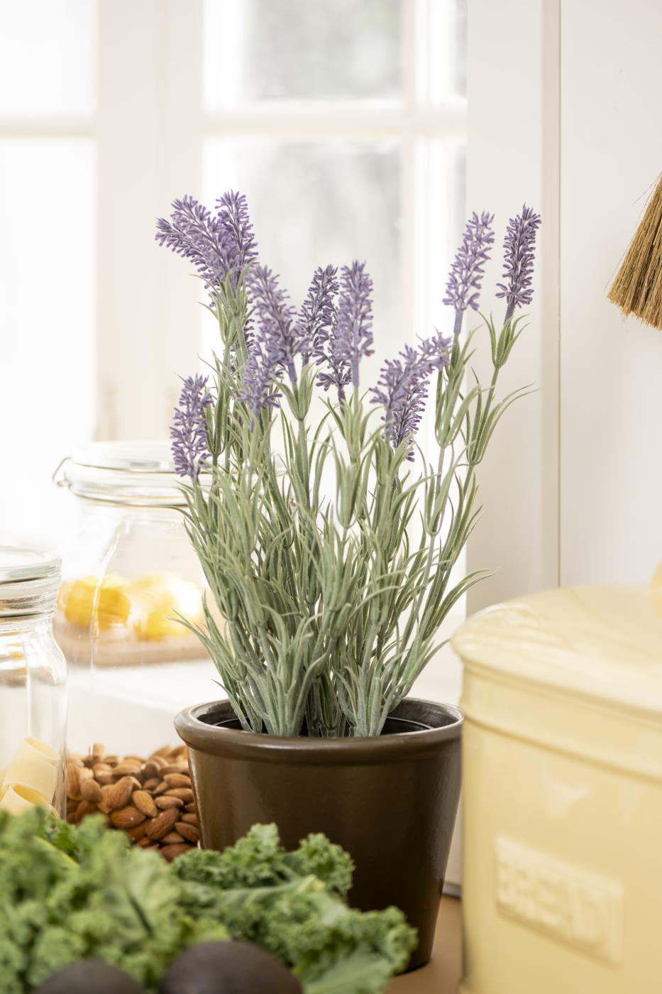 Lavendel im Topf