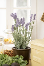 Lavendel im Topf